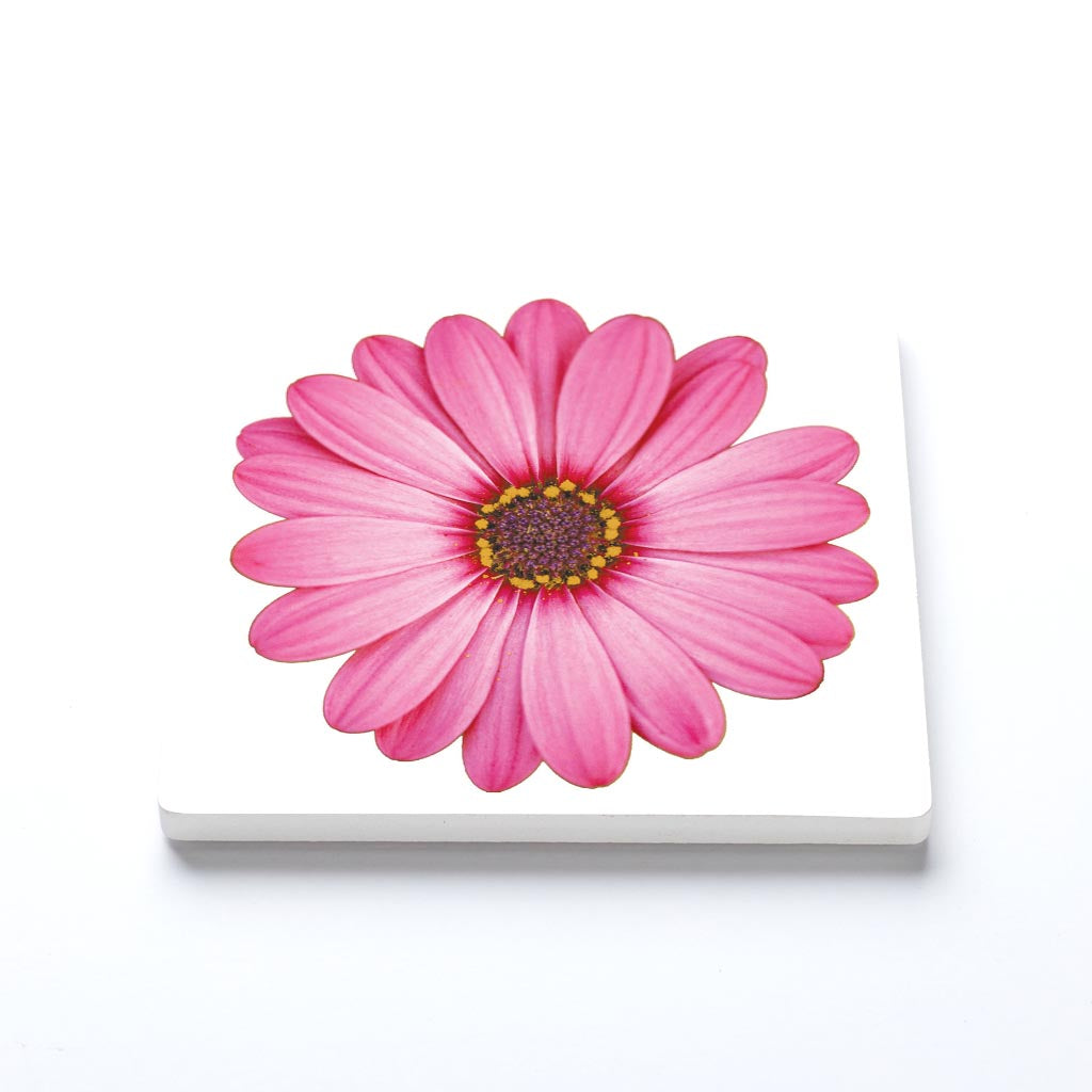 Pink Daisy