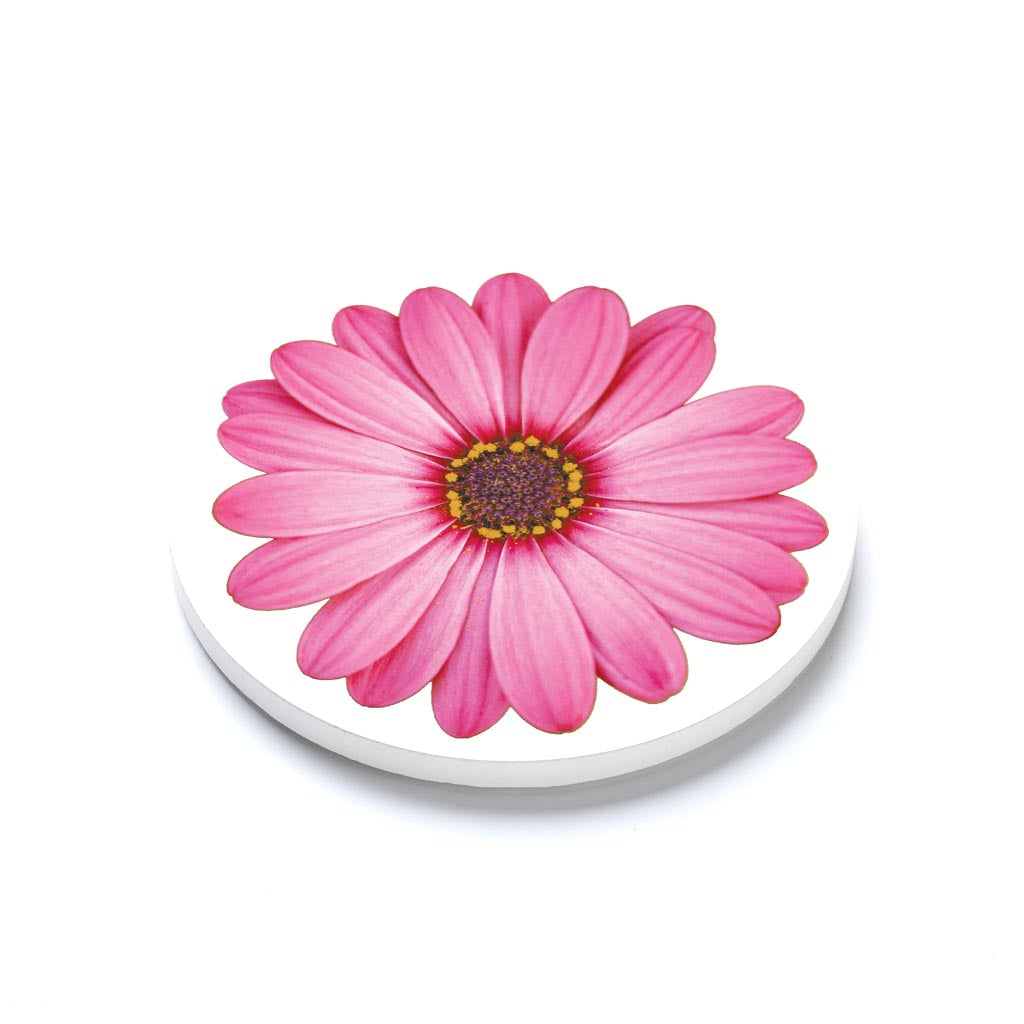 Pink Daisy