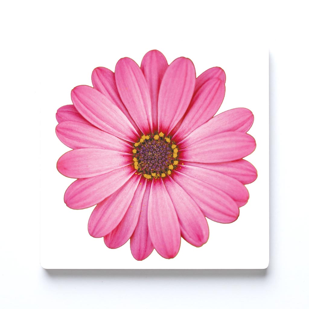 Pink Daisy