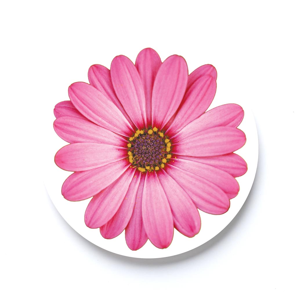 Pink Daisy