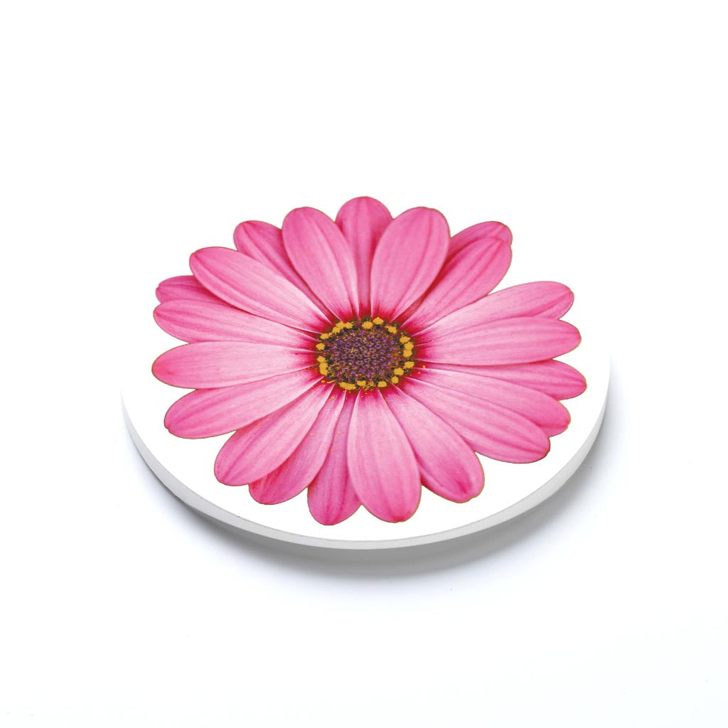 Pink Daisy